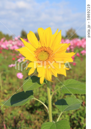 遅咲きのヒマワリ 遅咲きのヒマワリ 5869219