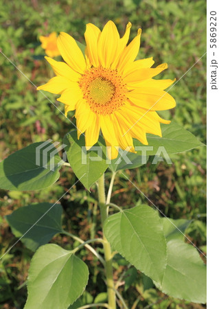 向日葵 5869220