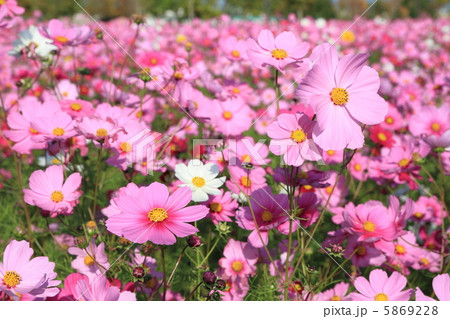 コスモス 〜花言葉 乙女の純潔〜 コスモス 〜花言葉 乙女の純潔〜 5869228