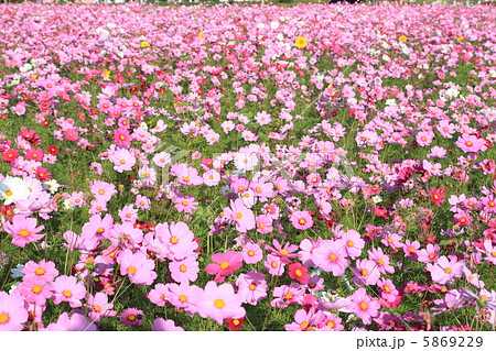 コスモス　〜花言葉　乙女の純潔〜 5869229