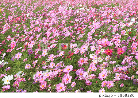 コスモス 〜花言葉 乙女の純潔〜 コスモス 〜花言葉 乙女の純潔〜 5869230