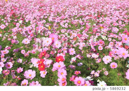 コスモス 〜花言葉 乙女の純潔〜 コスモス 〜花言葉 乙女の純潔〜 5869232