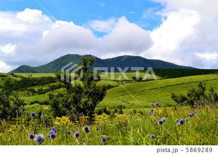 夏のヒゴタイ公園 5869289