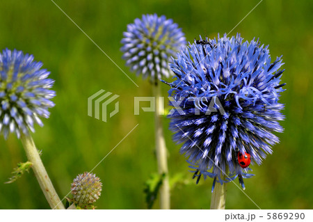 ヒゴタイの花 ヒゴタイの花 5869290