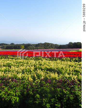 あわじ花さじき（満開のサルビアとコスモス） 5869299