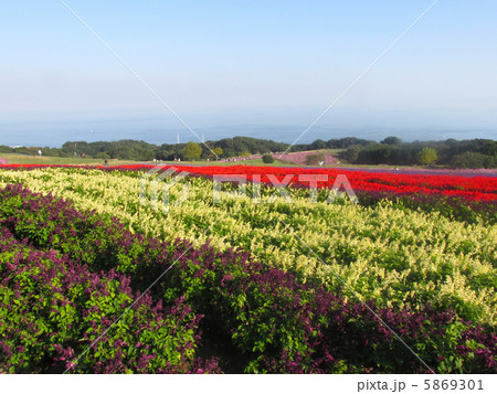 あわじ花さじき（満開のサルビアとコスモス） 5869301