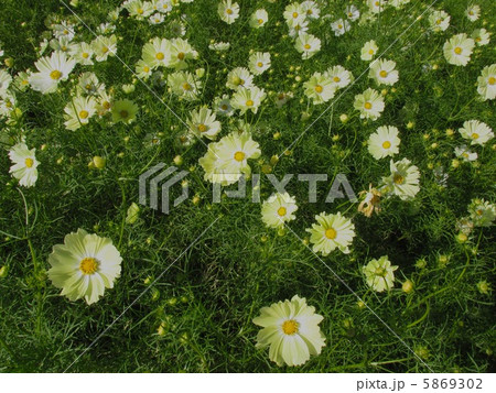 あわじ花さじき（満開の珍しい黄色のコスモス） 5869302