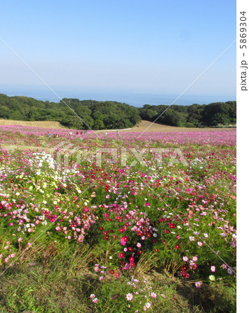 あわじ花さじき(満開の珍しいいろんな色のコスモス) あわじ花さじき(満開の珍しいいろんな色のコスモス) 5869304