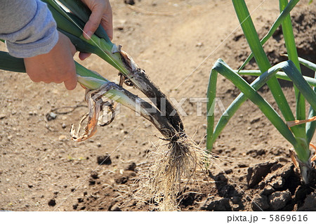 ネギの収穫 5869616
