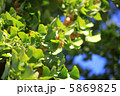 銀杏 5869825