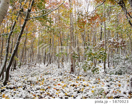 紅葉と初雪 5870023