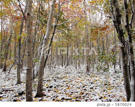 紅葉と初雪 5870024
