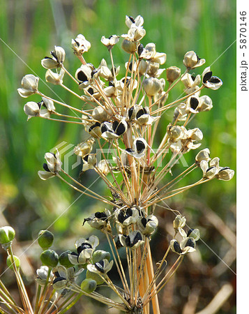 実がはじけて露出したニラの種と実 5870146