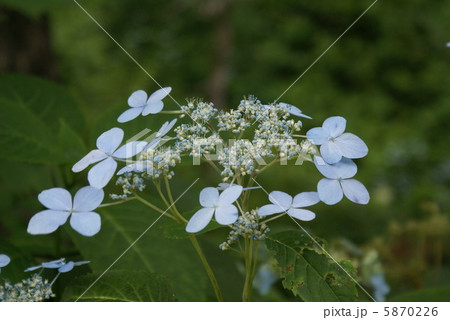 エゾアジサイ 5870226