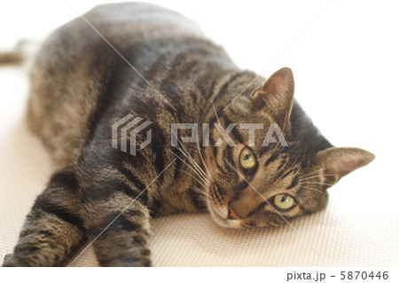 日向ぼっこ猫 5870446