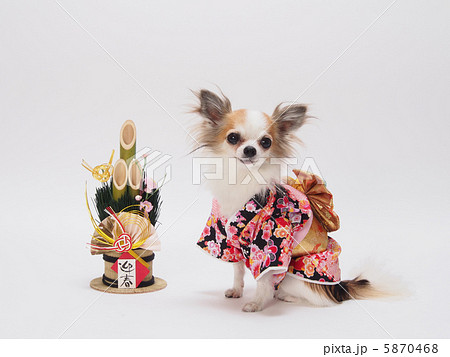 ピンクの着物を着たチワワと門松 5870468