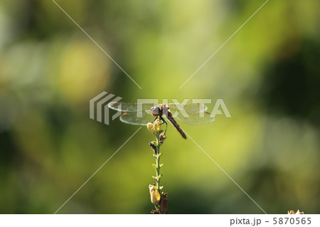 アキアカネ アキアカネ 5870565