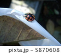 てんとう虫 5870608