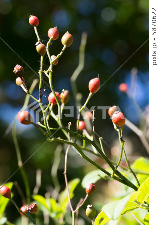 野イバラの実 5870622