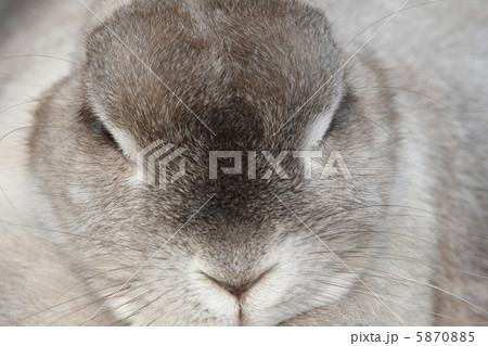 ウサギ 5870885