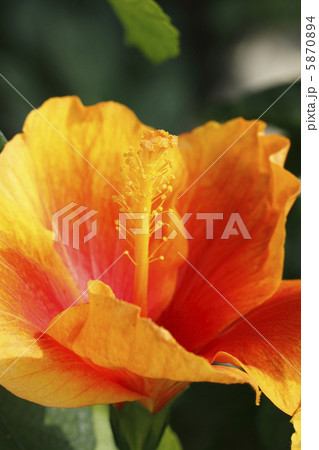 ハイビスカス 5870894