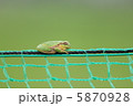 ネットの上の蛙 5870928
