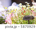 庭の花壇 5870929