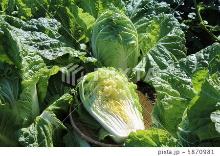 白菜 5870981