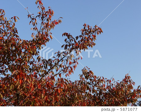 紅葉と秋空 5871077
