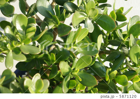 カネノナルキ 5871120