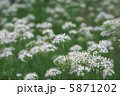ニラの花 5871202