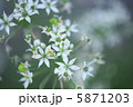 ニラの花 5871203