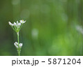 ニラの花 5871204