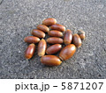 どんぐり 5871207
