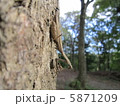 カマキリ 5871209