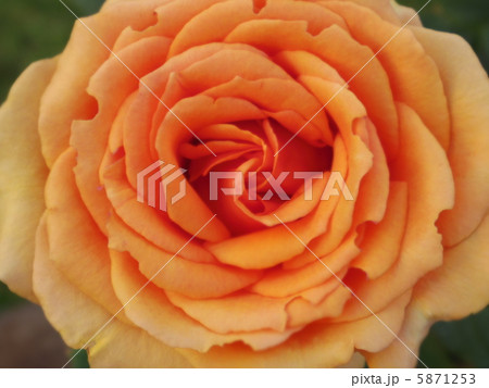 アシュラム 5871253