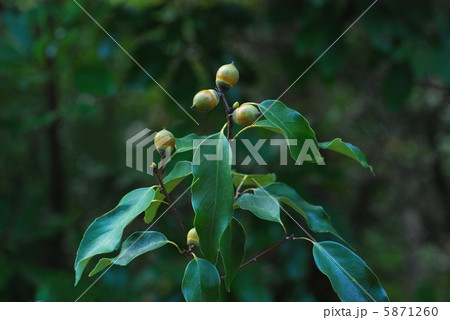 アラカシ 5871260