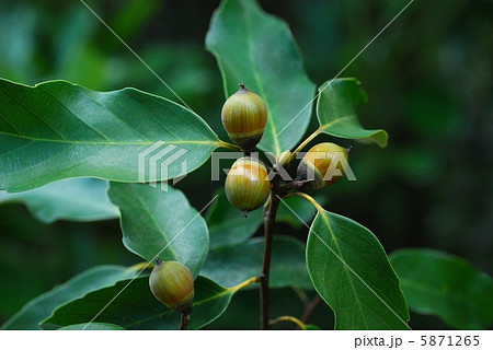 アラカシ アラカシ 5871265