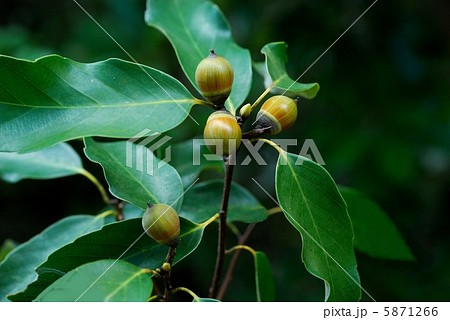 アラカシ 5871266