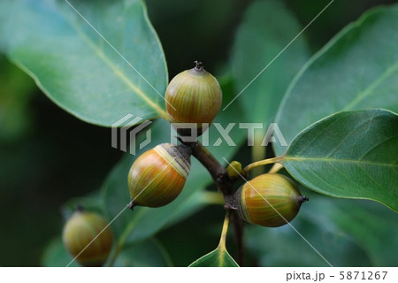 アラカシ アラカシ 5871267