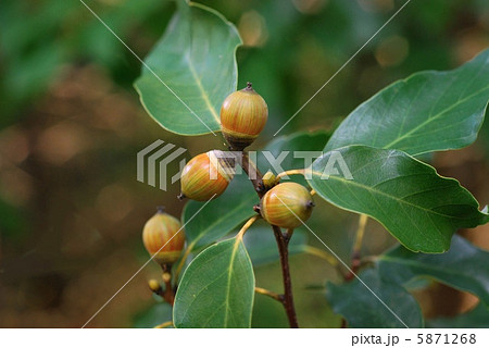 アラカシ アラカシ 5871268