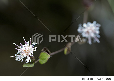 コウヤボウキ 5871306