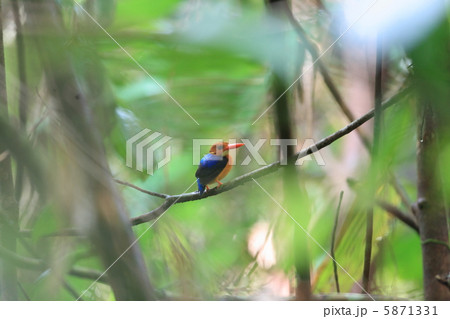 マメカワセミ マメカワセミ 5871331