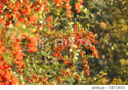 ピラカンサ 5871603