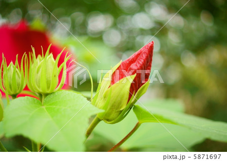 芙蓉（フヨウ）赤 　花言葉：しとやかな恋人　A Hibiscus Mutabilis 5871697