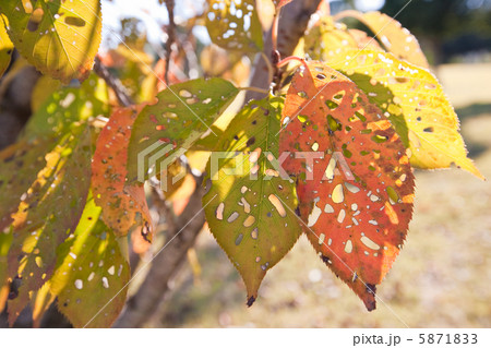 葉っぱ 5871833