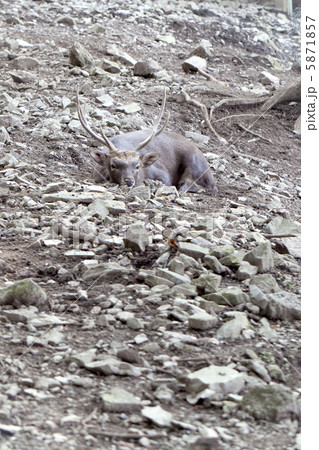 ホンシュウジカ 5871857