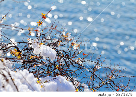 荒川の川原の雪柳の残雪と日射し 5871879