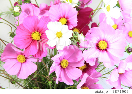 コスモス　〜花言葉　乙女の純潔〜 5871905