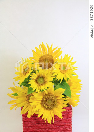 ヒマワリ　～花言葉　あこがれ　熱愛　愛慕　光輝　敬慕～ 5871926
